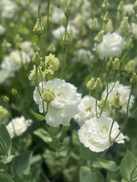 LISIANTHUS Voyage White II